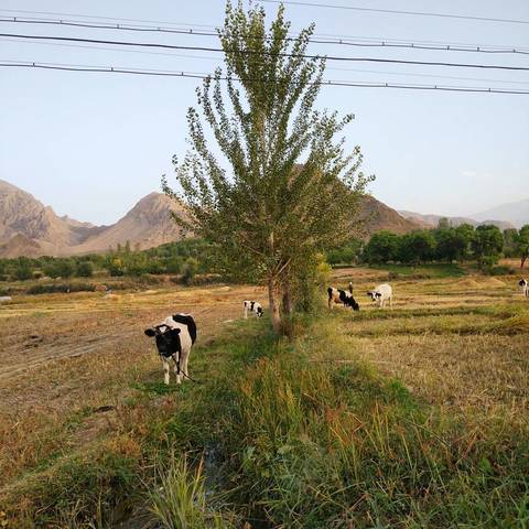 Коровки на рисовом поле