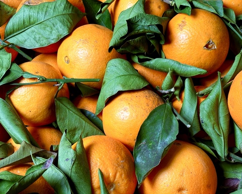 свежие сочные апельсины из Абхазии