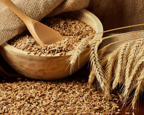 Пшеница для проращивания алтайская