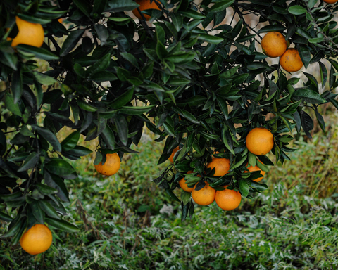 Апельсин свежий из Абхазии
