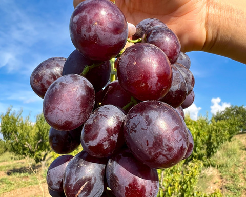 крымский виноград 