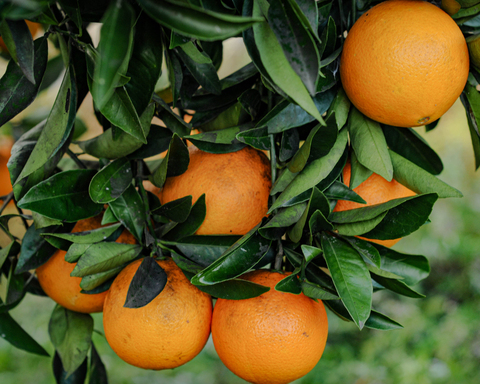 Апельсины домашние из Абхазии